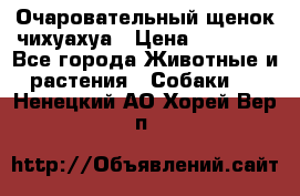Очаровательный щенок чихуахуа › Цена ­ 40 000 - Все города Животные и растения » Собаки   . Ненецкий АО,Хорей-Вер п.